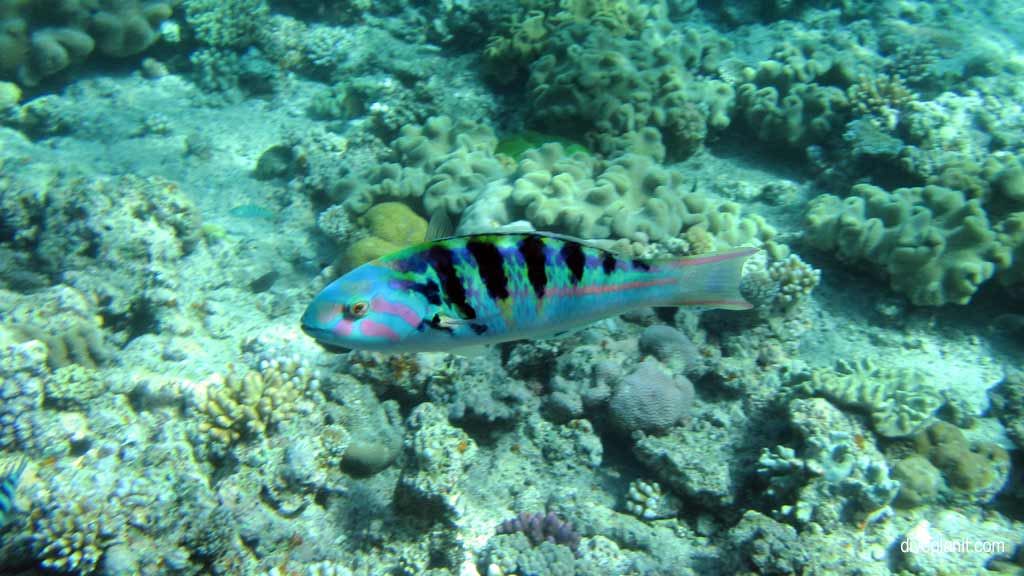 Great Barrier Reef diving with Silversonic. Dive holiday travel planning for Agincourt Reef - where, who and how