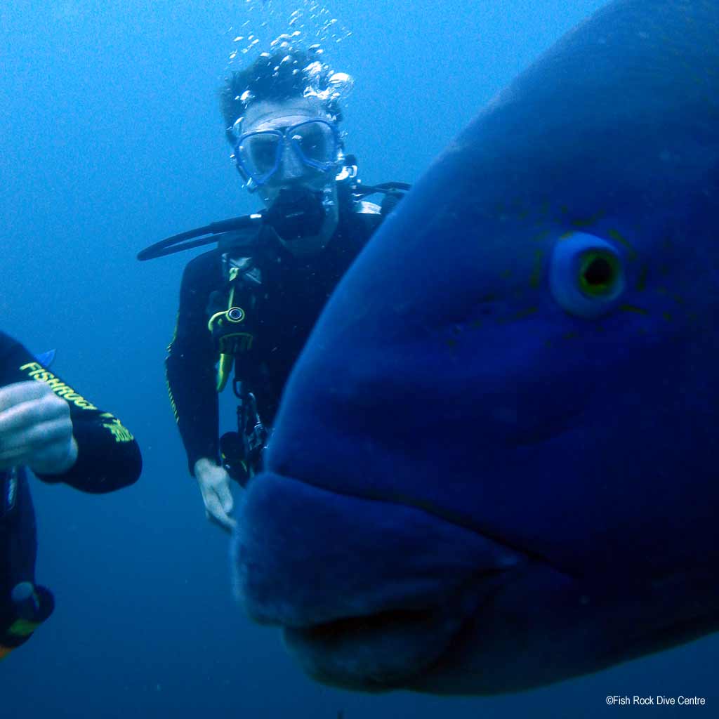 Best dive sites in South West Rocks is Gutters. Scuba holiday travel planning for South West Rocks - where, who and how