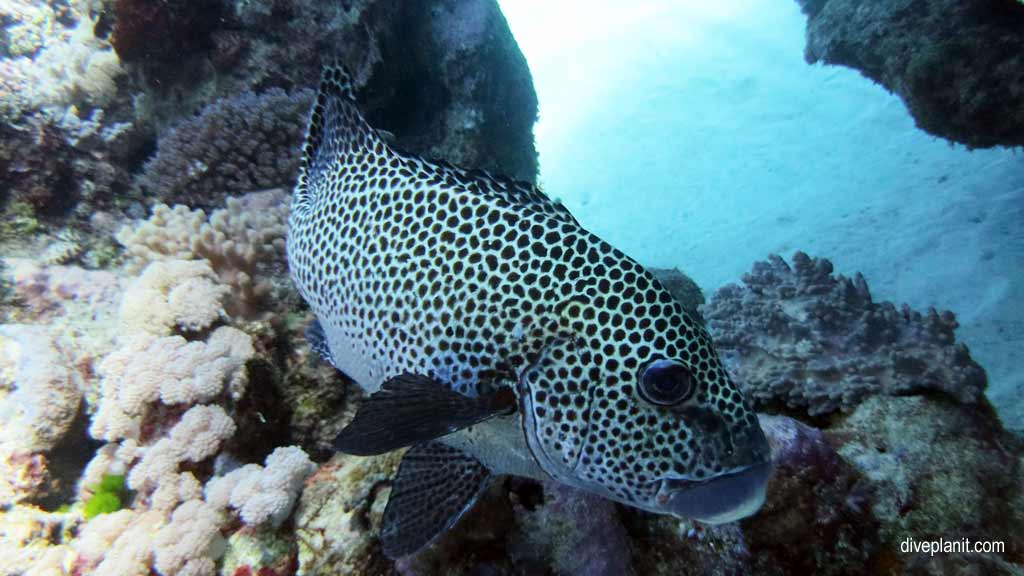 Great Barrier Reef diving with Silversonic. Dive holiday travel planning for Agincourt Reef - where, who and how