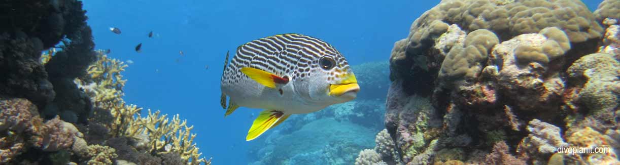 1090B-Oblique-banded-sweetlips-at-at-Agincourt-Reef-diving-Great-Barrier-reef-with-Silversonic-DPI-1090-Banner