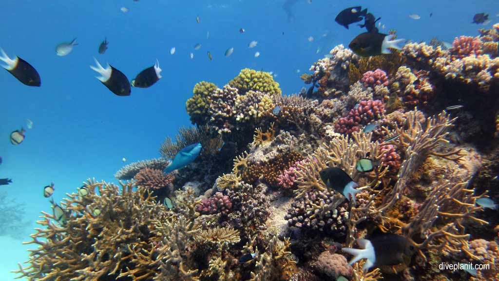 Great Barrier Reef diving with Silversonic. Dive holiday travel planning for Agincourt Reef - where, who and how