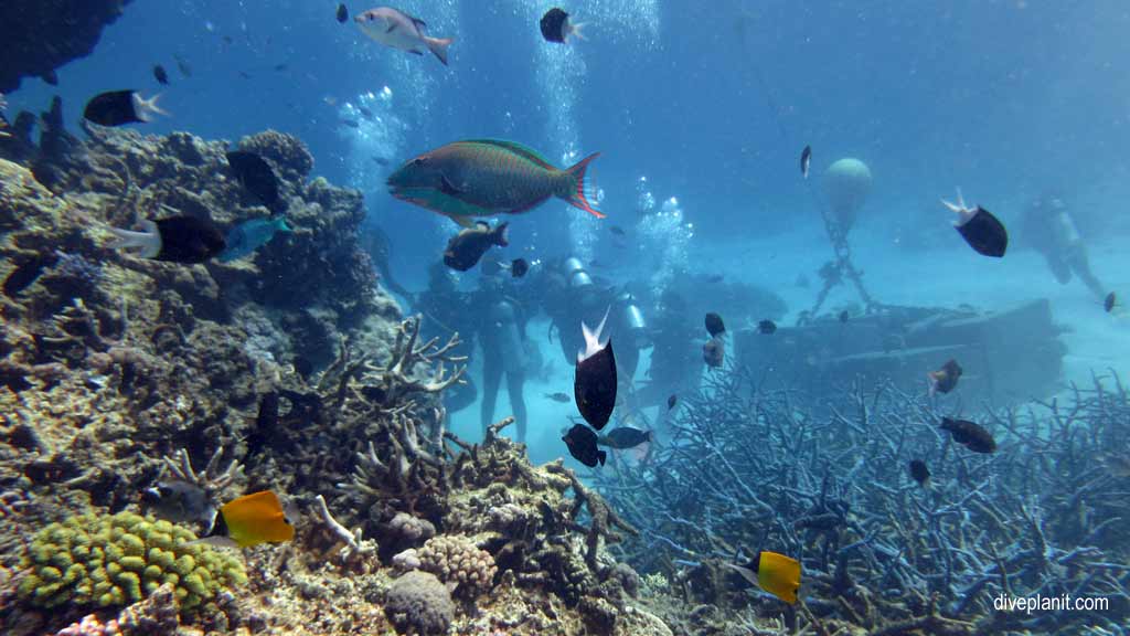 Great Barrier Reef diving with Silversonic. Dive holiday travel planning for Agincourt Reef - where, who and how