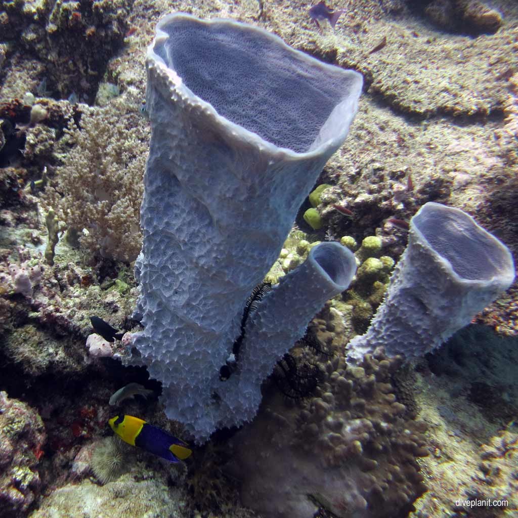 Great Barrier Reef diving with Silversonic. Dive holiday travel planning for Agincourt Reef - where, who and how