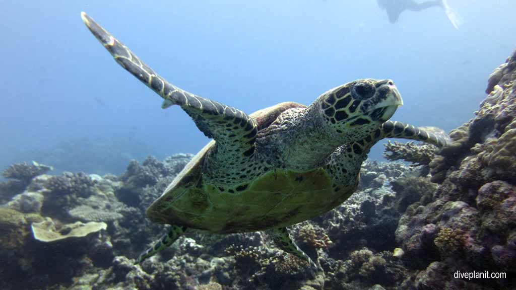 Great Barrier Reef diving with Silversonic. Dive holiday travel planning for Agincourt Reef - where, who and how