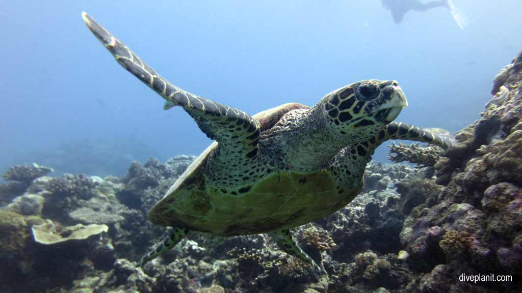 Great Barrier Reef diving with Silversonic. Dive holiday travel planning for Agincourt Reef - where, who and how