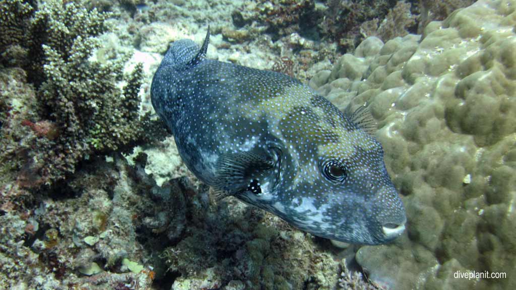 Great Barrier Reef diving with Poseidon Cruises. Scuba holiday travel planning for Agincourt Reef - where, who and how