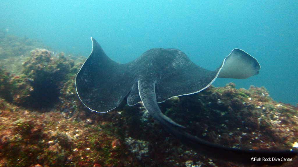 Best dive sites in South West Rocks is the Aquarium. Scuba holiday travel planning for South West Rocks - where, who and how