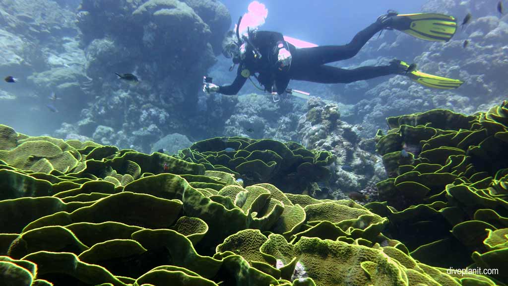Great Barrier Reef diving with Poseidon Cruises. Scuba holiday travel planning for Agincourt Reef - where, who and how