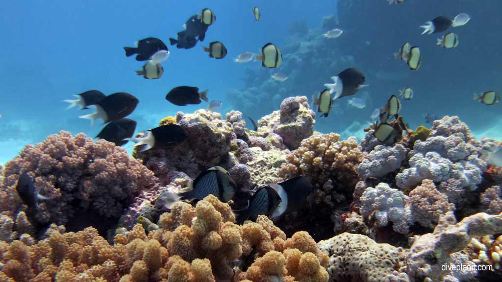 Great Barrier Reef diving with Poseidon Cruises. Scuba holiday travel planning for Agincourt Reef - where, who and how