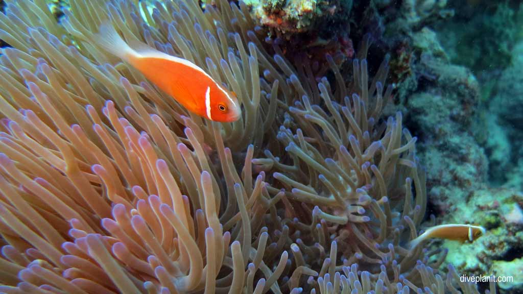 Great Barrier Reef diving with Poseidon Cruises. Scuba holiday travel planning for Agincourt Reef - where, who and how