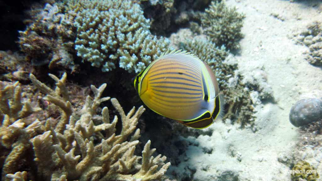 Great Barrier Reef diving with Poseidon Cruises. Scuba holiday travel planning for Agincourt Reef - where, who and how