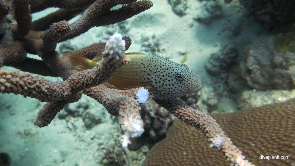 Great Barrier Reef diving with Poseidon Cruises. Scuba holiday travel planning for Agincourt Reef - where, who and how