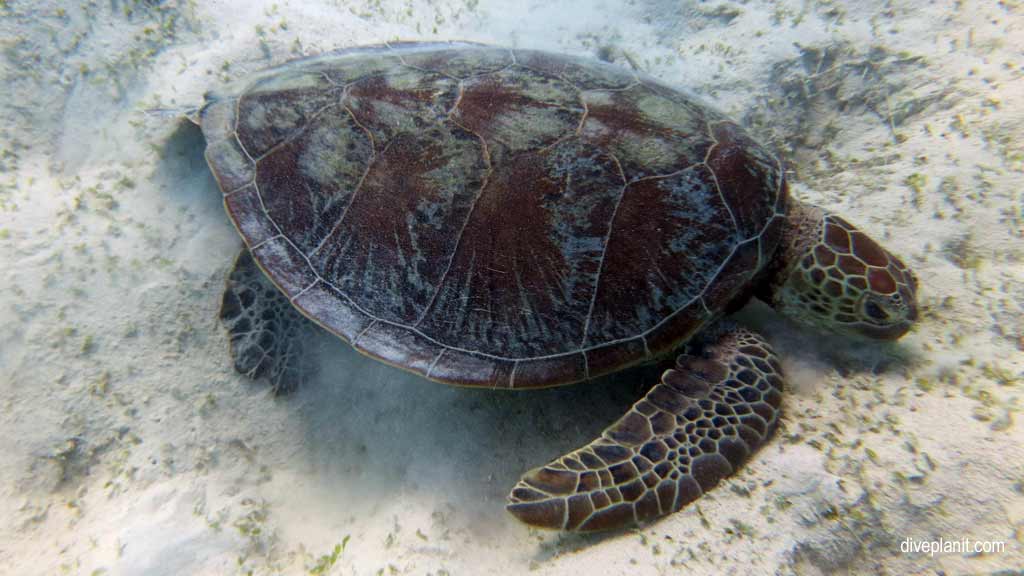 Great Barrier Reef diving with Passions of Paradise. Scuba holiday travel planning for Paradise Reef - where, who and how