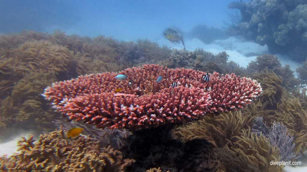 Great Barrier Reef diving with Passions of Paradise. Scuba holiday travel planning for Paradise Reef - where, who and how