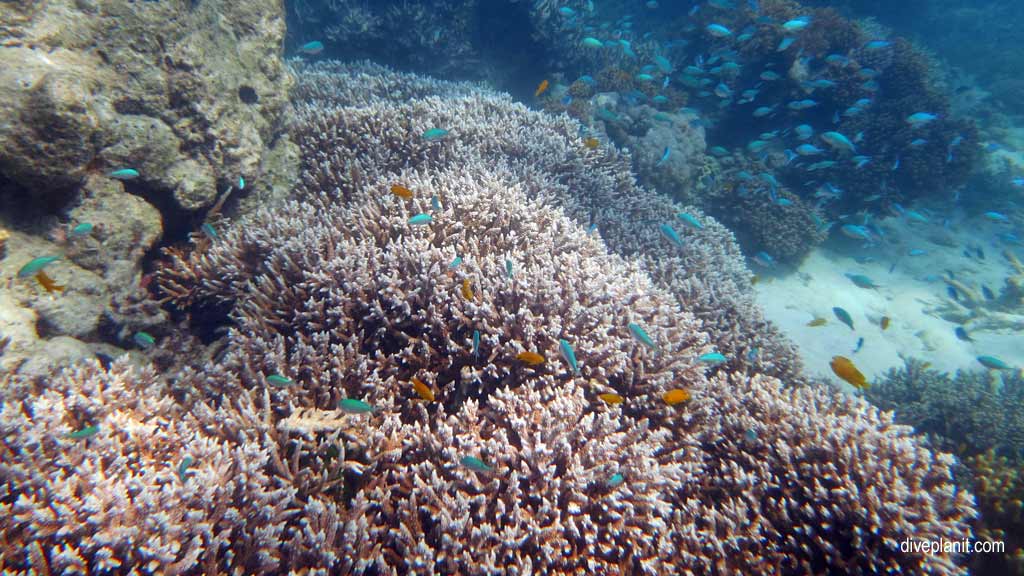 Great Barrier Reef diving with Passions of Paradise. Scuba holiday travel planning for Paradise Reef - where, who and how