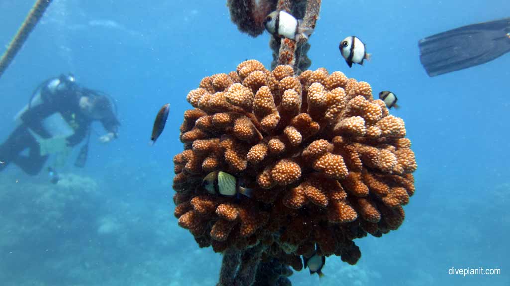 Great Barrier Reef diving with Passions of Paradise. Scuba holiday travel planning for Paradise Reef - where, who and how