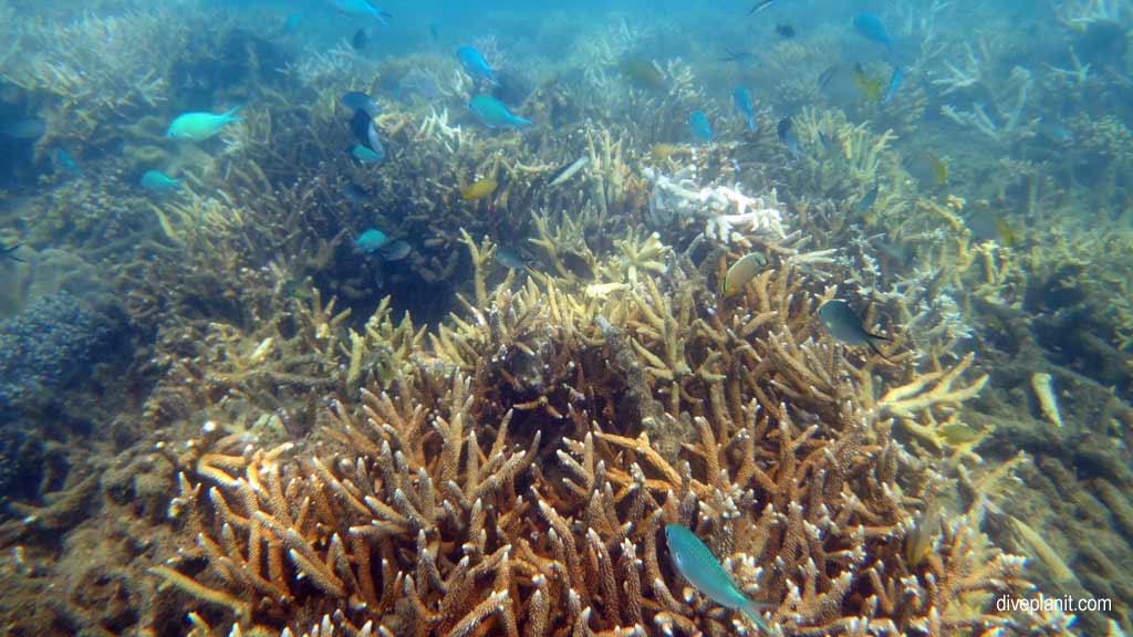 Great Barrier Reef diving Fitzroy Island. Dive holiday travel planning for Fitzroy Island - where, who and how