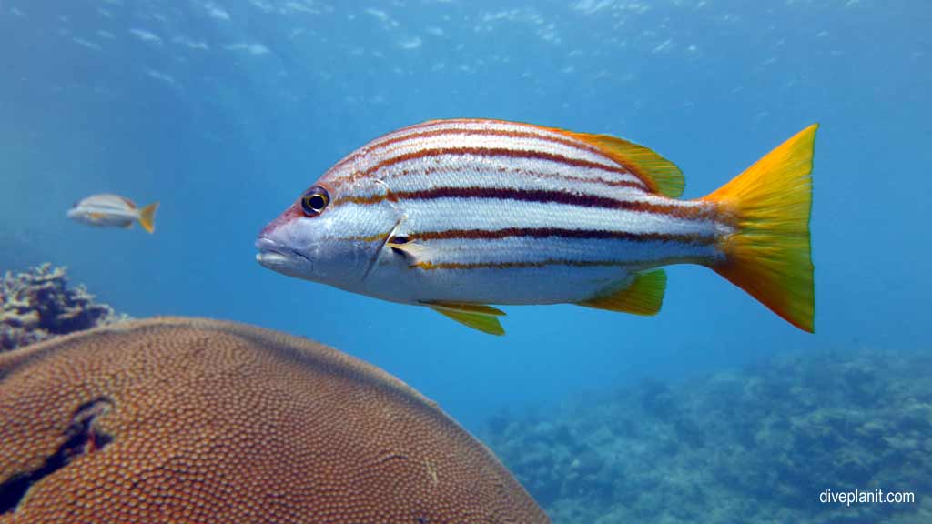 Great Barrier Reef diving with Cairns Dive Centre. Dive holiday travel planning for Moore Reef - where, who and how