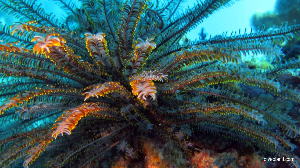 Great Barrier Reef diving with Cairns Dive Centre. Dive holiday travel planning for Moore Reef - where, who and how