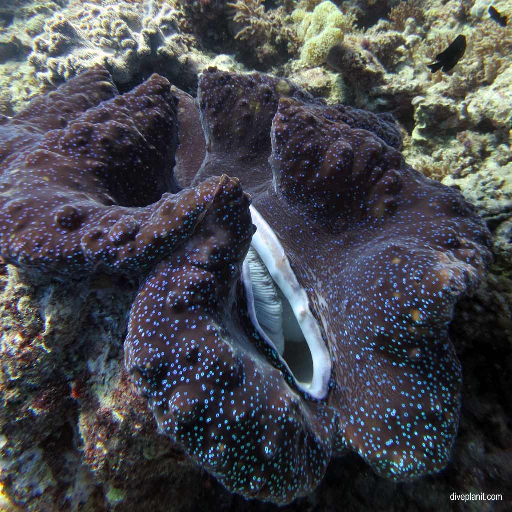 Great Barrier Reef diving with Cairns Dive Centre. Dive holiday travel planning for Moore Reef - where, who and how