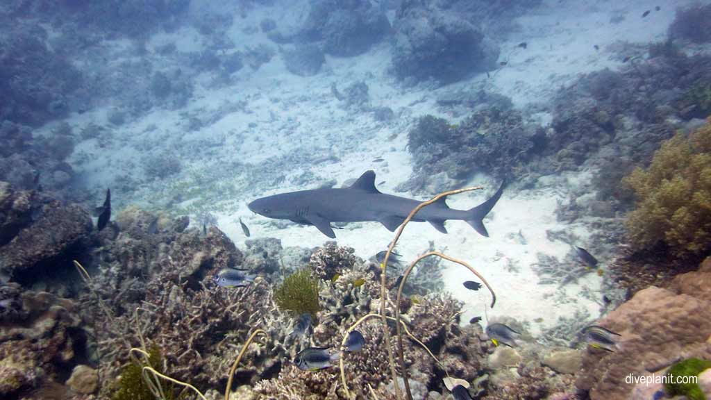 Great Barrier Reef diving with Cairns Dive Centre. Dive holiday travel planning for Moore Reef - where, who and how