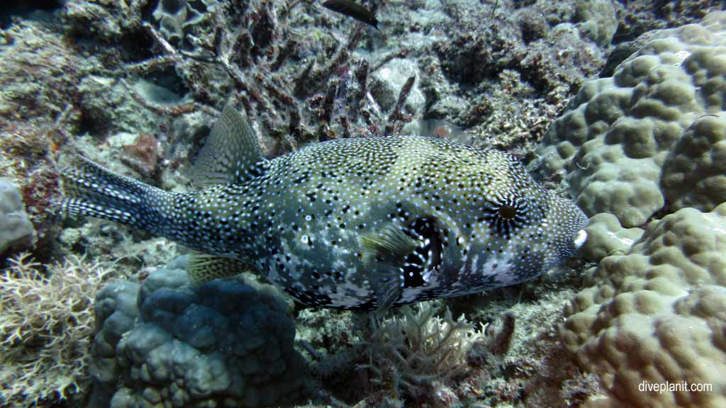 Great Barrier Reef diving with Cairns Dive Centre. Dive holiday travel planning for Moore Reef - where, who and how