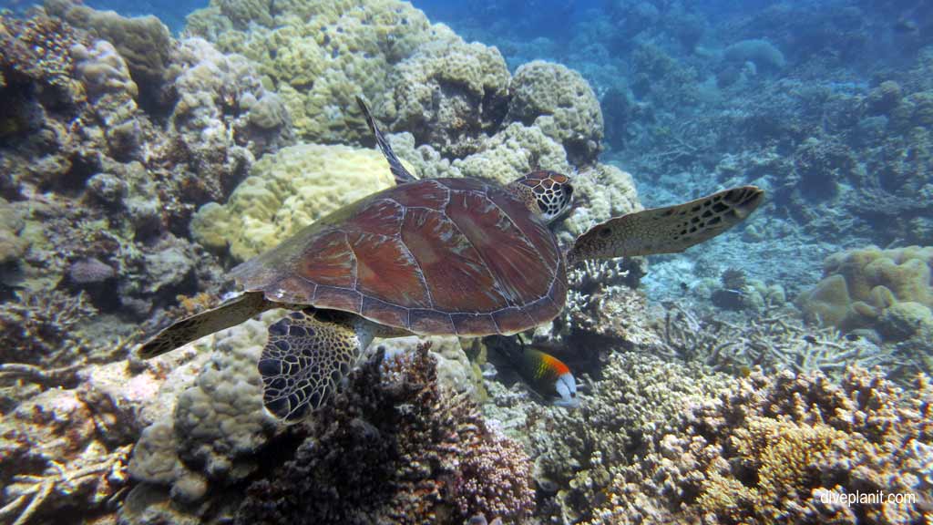 Great Barrier Reef diving with Cairns Dive Centre. Dive holiday travel planning for Moore Reef - where, who and how