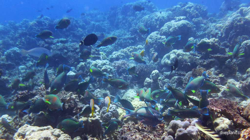 Great Barrier Reef diving with Cairns Dive Centre. Dive holiday travel planning for Moore Reef - where, who and how