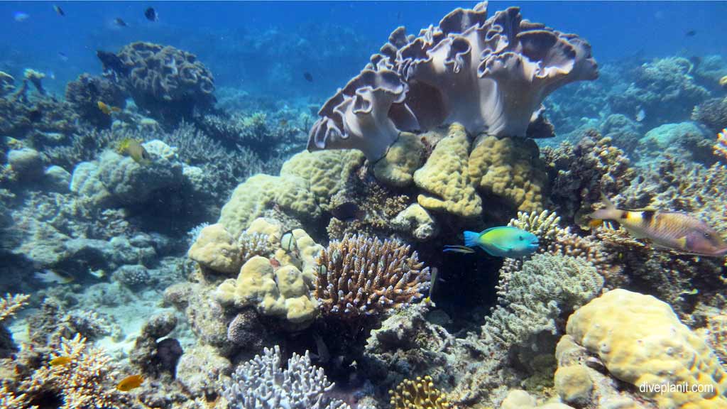 Great Barrier Reef diving with Cairns Dive Centre. Dive holiday travel planning for Moore Reef - where, who and how