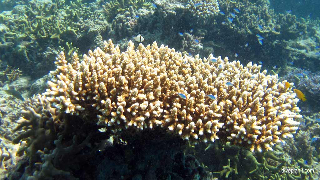 Great Barrier Reef diving aboard Sea Quest. Scuba diving tips for Turtle Bay on Norman Reef - where, when, who and how