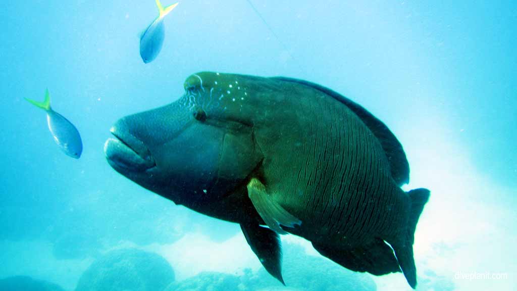 Great Barrier Reef diving aboard the Calypso. Dive holiday travel planning tips for Opal Reef - where, when, who and how