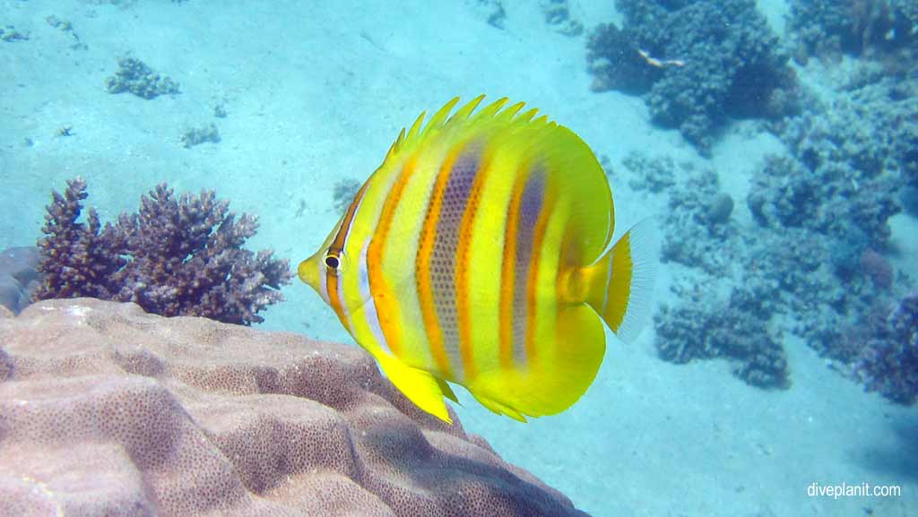 Great Barrier Reef diving aboard the Calypso. Dive holiday travel planning tips for Opal Reef - where, when, who and how