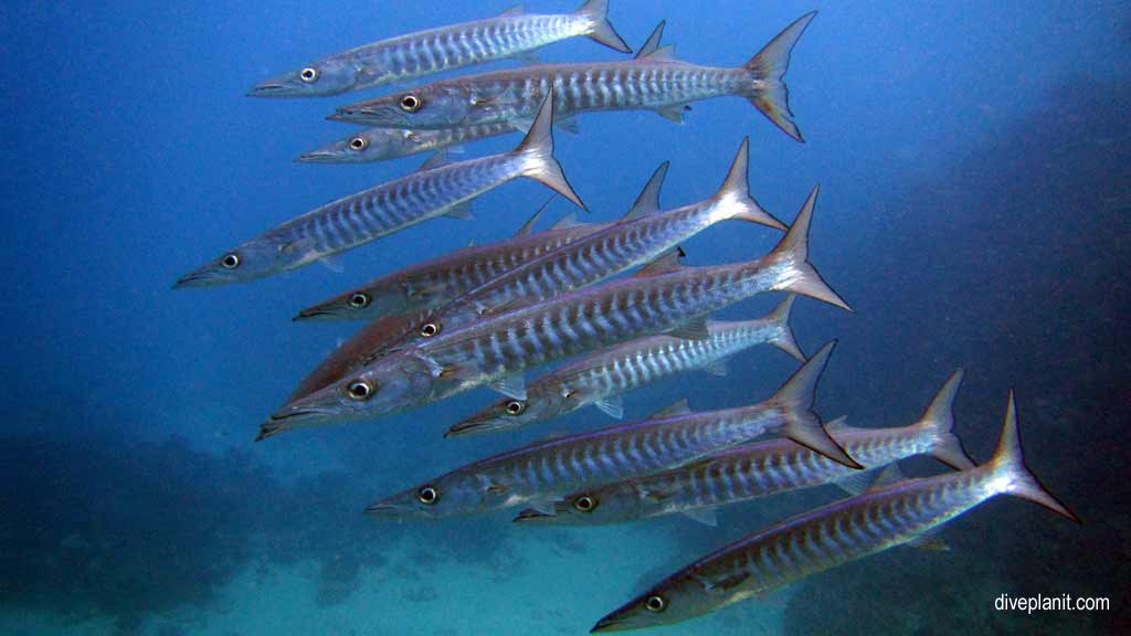 Great Barrier Reef diving aboard the Calypso. Dive holiday travel planning tips for Opal Reef - where, when, who and how