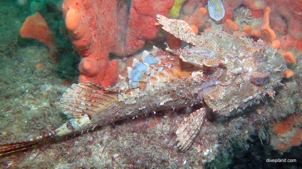 Best dive sites in Nelson Bay is SS Oakland. Scuba holiday travel planning for Nelson Bay - where, who and how