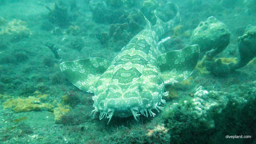 Best dive sites in Nelson Bay is SS Oakland. Scuba holiday travel planning for Nelson Bay - where, who and how