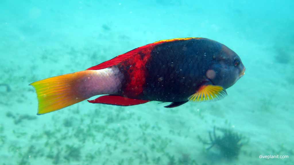 Best dive sites in Nelson Bay is Cabbage Tree Island. Scuba holiday travel planning for Nelson Bay - where, who and how