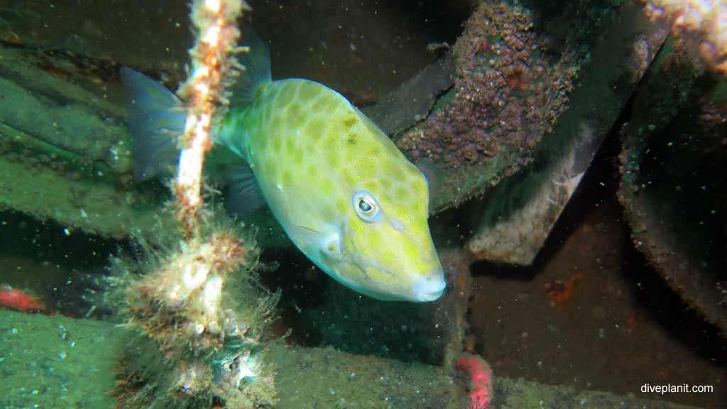 Best dive sites in Nelson Bay is Cabbage Tree Island. Scuba holiday travel planning for Nelson Bay - where, who and how