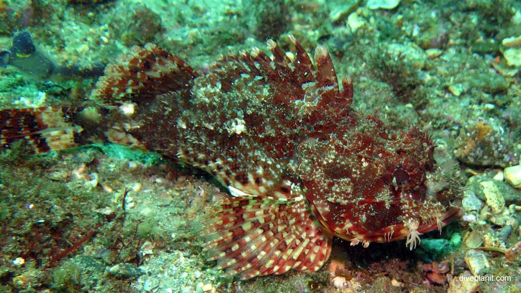 Best dive sites in Nelson Bay is Cabbage Tree Island. Scuba holiday travel planning for Nelson Bay - where, who and how