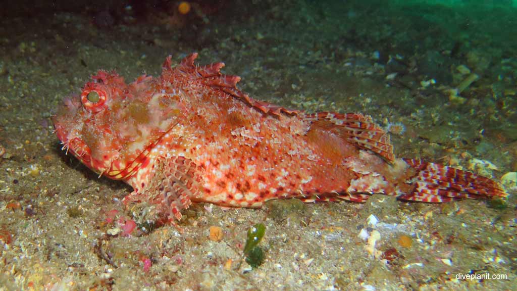 Best dive sites in Nelson Bay is Cabbage Tree Island. Scuba holiday travel planning for Nelson Bay - where, who and how