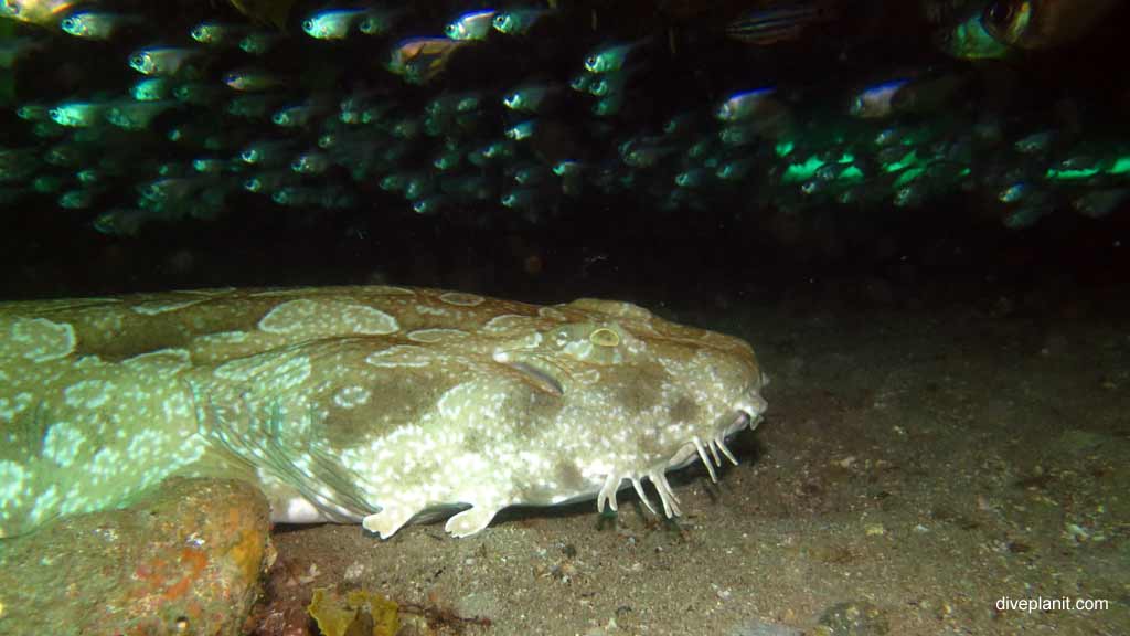 Best dive sites in Nelson Bay is Cabbage Tree Island. Scuba holiday travel planning for Nelson Bay - where, who and how