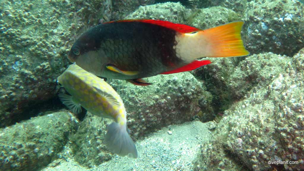 Best dive sites in Nelson Bay is Cabbage Tree Island. Scuba holiday travel planning for Nelson Bay - where, who and how