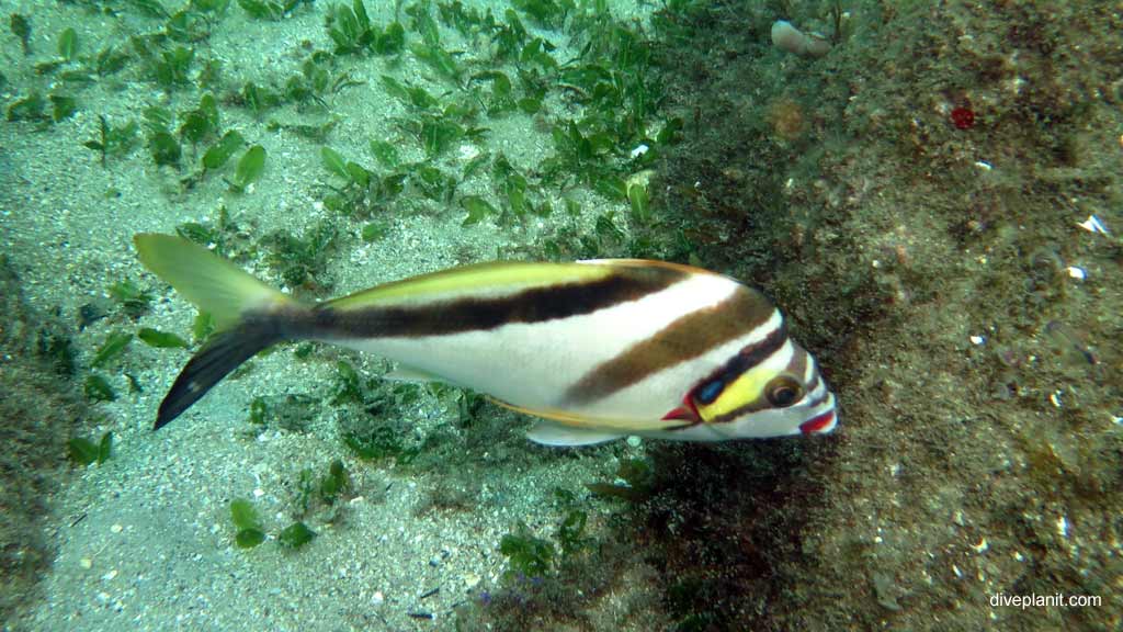 Best dive sites in Nelson Bay is Cabbage Tree Island. Scuba holiday travel planning for Nelson Bay - where, who and how