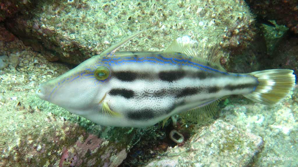 Best dive sites in Nelson Bay is Cabbage Tree Island. Scuba holiday travel planning for Nelson Bay - where, who and how