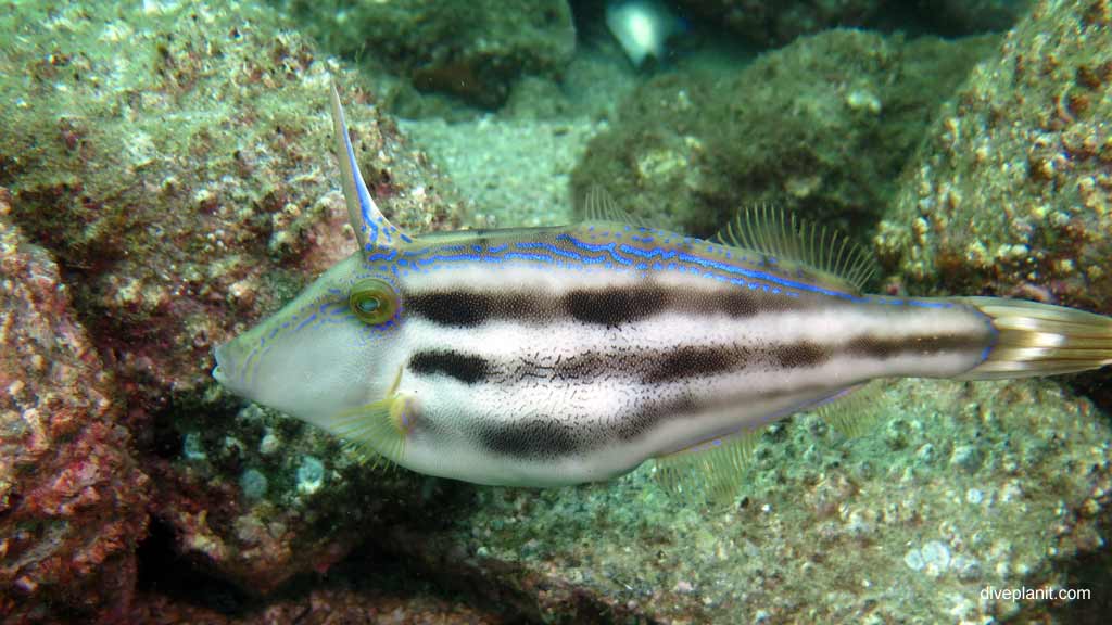 Best dive sites in Nelson Bay is Cabbage Tree Island. Scuba holiday travel planning for Nelson Bay - where, who and how