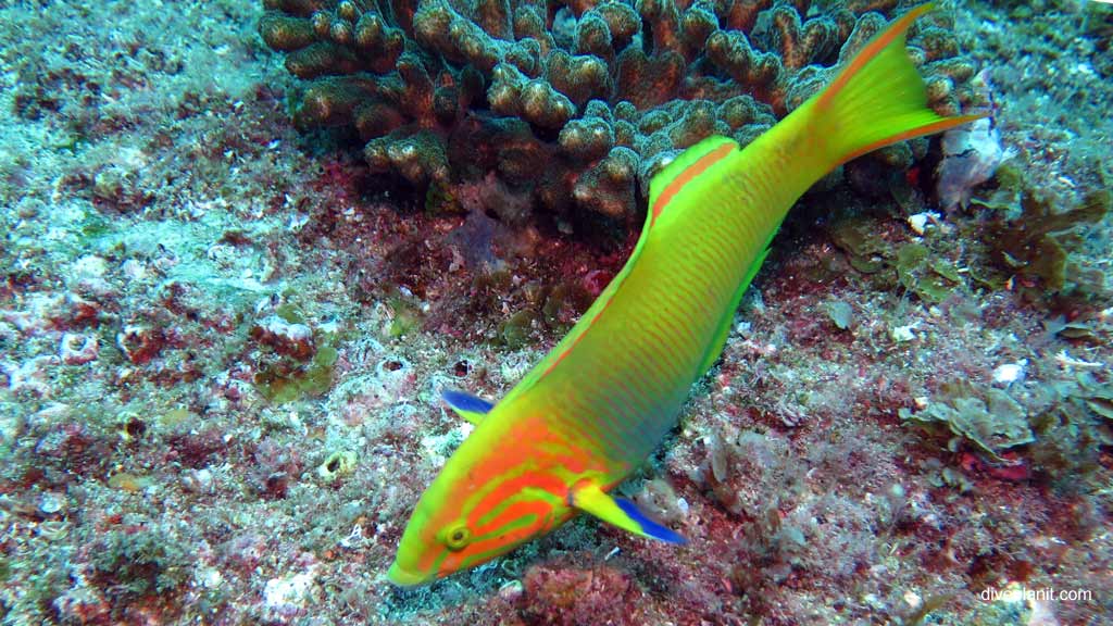 Best dive sites in South Solitary Islands is Grey Nurse Gutters. Scuba holiday travel planning for South Solitary Islands - where, who and how