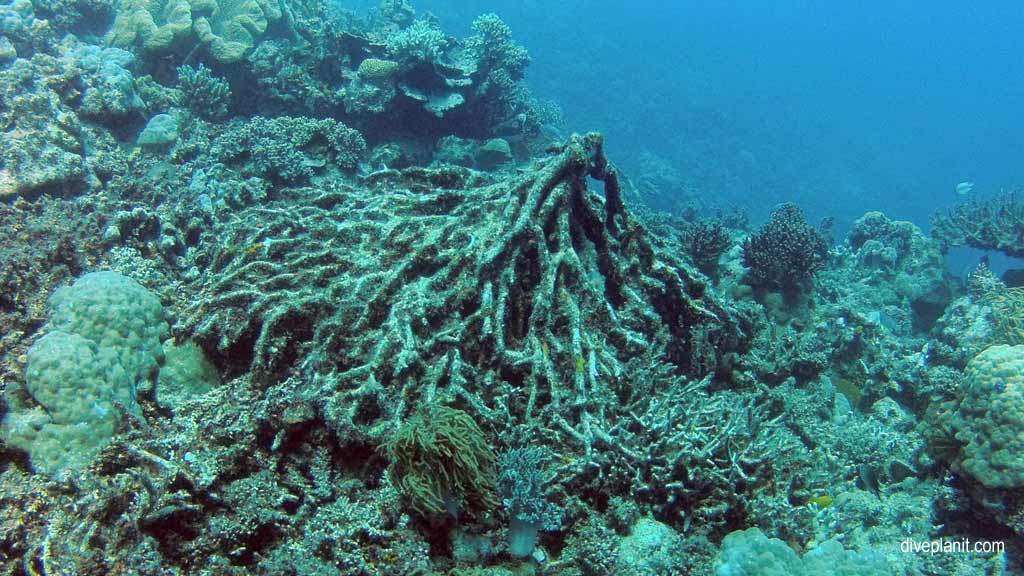 Great Barrier Reef diving with Cairns Dive Centre. Dive holiday travel planning for Moore Reef - where, who and how