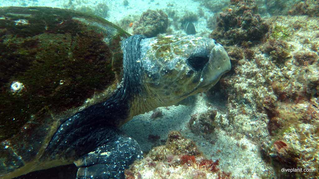 Best dive sites in South Solitary Islands is Cleaner Station. Scuba holiday travel planning for South Solitary Islands - where, who and how