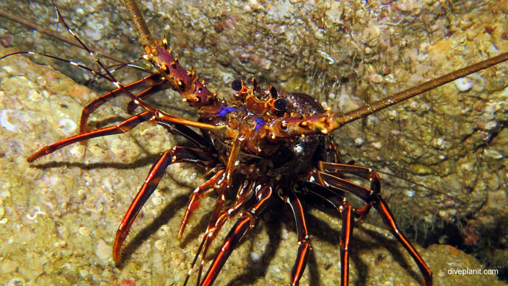 Best dive sites in South West Rocks is Fish Rock Cave. Scuba holiday travel planning for South West Rocks - where, who and how