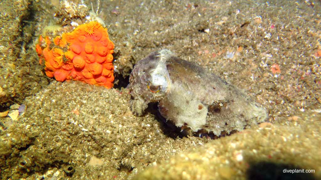 Best dive sites in South West Rocks is Fish Rock Cave. Scuba holiday travel planning for South West Rocks - where, who and how