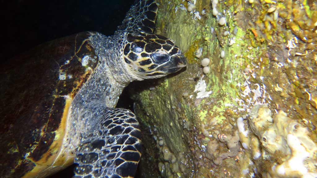 2901 Hawksbill turtle in the cave eating sponge at South West Rocks DPI 2901